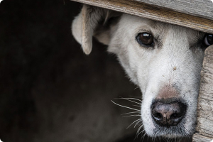 Le paure dei cani