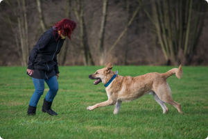 Il cane salta addosso