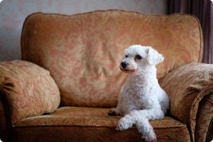 Dominanza del cane