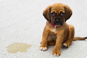 Il cane fa i bisogni in casa