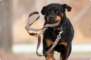 Educatore cinofilo risponde: costi e tempi per educare un cane