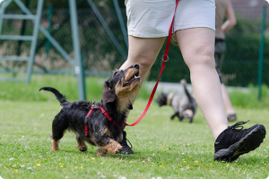 Educatore cinofilo risponde: la pazienza nell'educazione di un cane