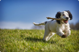 Addestrare il cane al riporto dei giochi