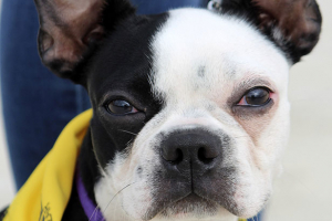 Introduzione ai problemi comportamentali del cane