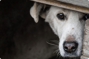 Intervista Lloyds farmacia sulla paura dei cani per i botti di fine anno