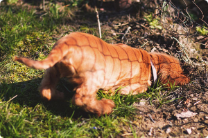 Il cane scava buche in giardino